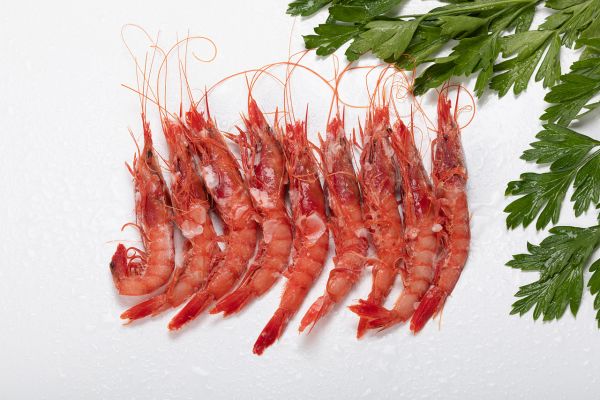 GAMBA ALISTADA A 44/48 