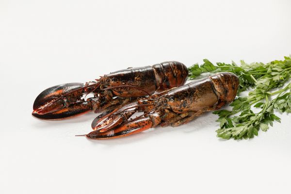 BOGAVANTE 350/400 
